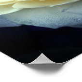 黄色淡い色のバラ開花 ポスター (角)