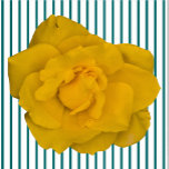 黄色独身のバラ彫刻 フォトスカルプチャー<br><div class="desc">ザズルのSingleYellowバラデザインとエリザベスのクリエイティブExhiitsは黄色のバラ独身のを特徴とする。ピンクのバラ独身のス、赤のバラ独身のス、白のバラも独身の用意。赤いバラは愛と情熱を象徴し、黄色のバラは友情を象徴し、ピンクのバラは憧れや愛情を象徴し、白いバラはブライダルバラとして知られ、無垢さ、純粋さ、記憶を象徴する。このバラをフィーチャーしたデザインやその他のデザインは、エリザベス・アン・ロイのザッズル店、エリザベスのクリエイティブExhiits http://www.zazzle.com/ElizabethsCreativePursuits、バラデザインの下のエリザベス・アン・ロイとマリリン・ロイのザッズル店、MarBeth Holidays http://www.zazzle.marbethholidaysで多数の製品で入手できる。</div>