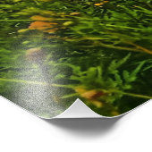 黄色硫黄コスモスの花 フォトプリント            (角)