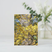 黄色紅葉 ポストカード (スタンド正面)