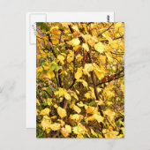 黄色紅葉 ポストカード (正面/裏面)