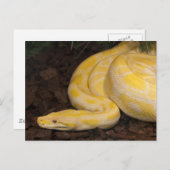 黄色素晴らしビルマのPython ポストカード (正面/裏面)