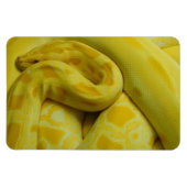 黄色素晴らしビルマのPython マグネット (横)