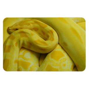 黄色素晴らしビルマのPython マグネット