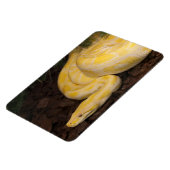 黄色素晴らしビルマのPython マグネット (左側)