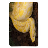 黄色素晴らしビルマのPython マグネット (縦)