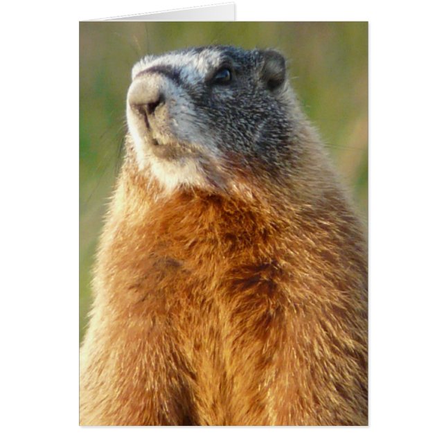 黄色膨らまされたMarmot (正面)