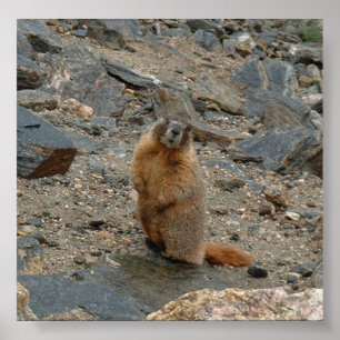 黄色膨らまされたMarmot ポスター