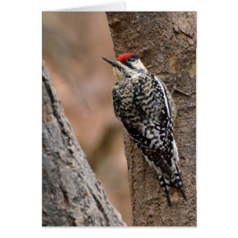 黄色膨らまされたsapsucker