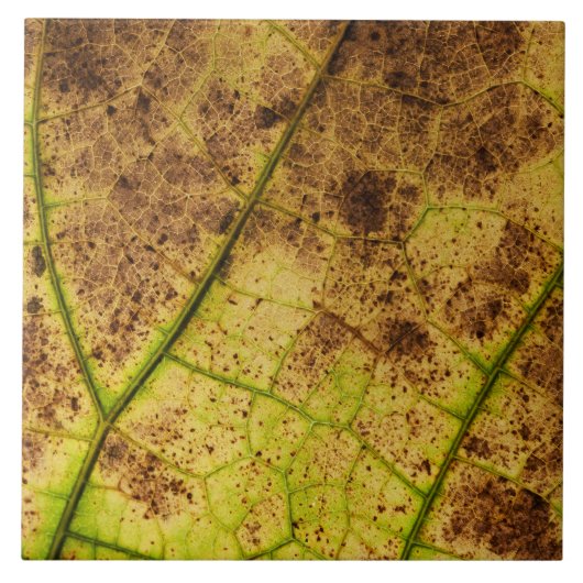 黄色自然と茶色の葉マクロイメージ タイル (正面)