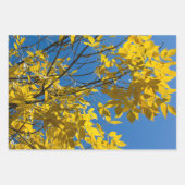 黄色葉秋アッシュツリー自然撮影 ラッピングペーパーシート (正面)