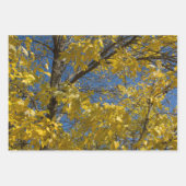 黄色葉秋アッシュツリー自然撮影 ラッピングペーパーシート (正面3)