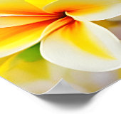 黄色薄紫花 ポスター (角)