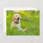 黄色遊ラブラドールフェッチ付きスティック ポストカード (正面/裏面)