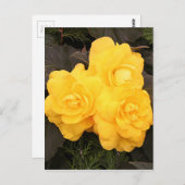 黄色金ゴールドベゴニアの花 ポストカード (正面/裏面)