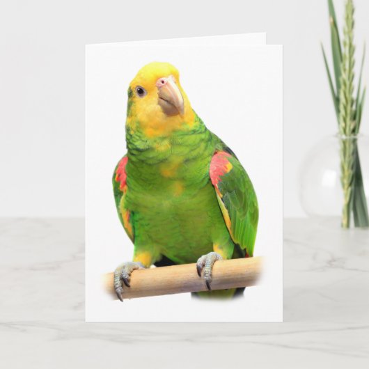 黄色頭のアマゾン カード (正面)