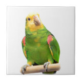 黄色頭のアマゾン タイル (正面)