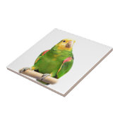 黄色頭のアマゾン タイル (側面)