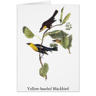 黄色頭のクロドリ-ジョンAudubon