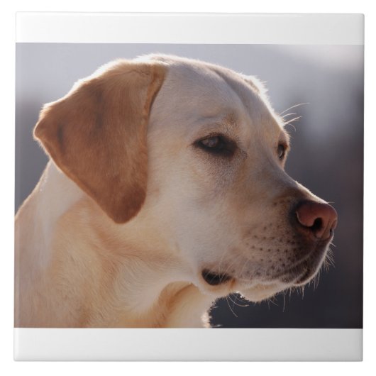 黄色3 Labrador_Retriever.png タイル (正面)