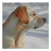 黄色4実験室 ポスター (正面)