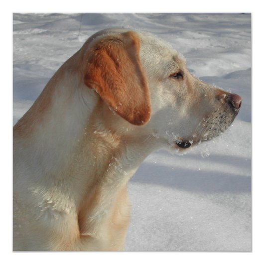 黄色4実験室 ポスター (正面)