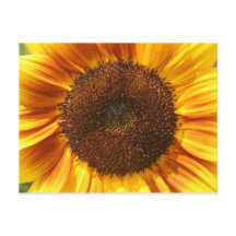 黄色、オレンジ、茶色のひまわり葉書