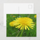 黄色，キンポウゲ，植物，タンポポ，草原 ポストカード (正面/裏面)