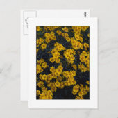 "黄色" ポストカード (正面/裏面)