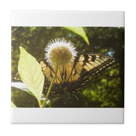 黄色（昆虫）オオカバマダラ、モナークセラミックタイル タイル (正面)