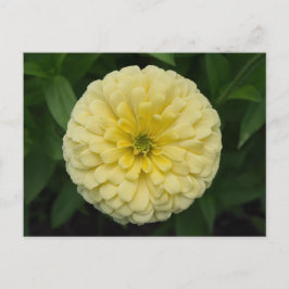 黄色《植物》百日草花葉書 ポストカード
