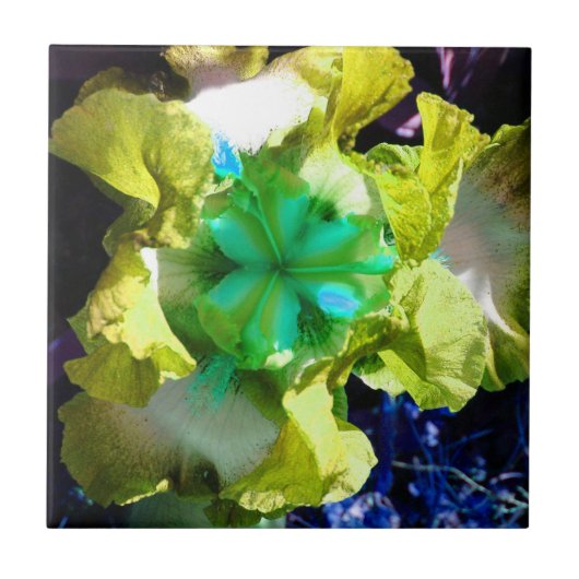 黄色、白、緑の虹彩花タイル タイル (正面)