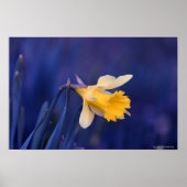 黄色（青） ポスター (正面)