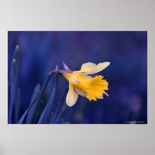 黄色（青） ポスター (正面)