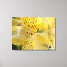黄色Alstroemeriaストレッチキャンバス印刷