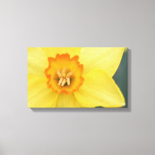 黄色Daffodilキャンバス印刷 キャンバスプリント (正面)