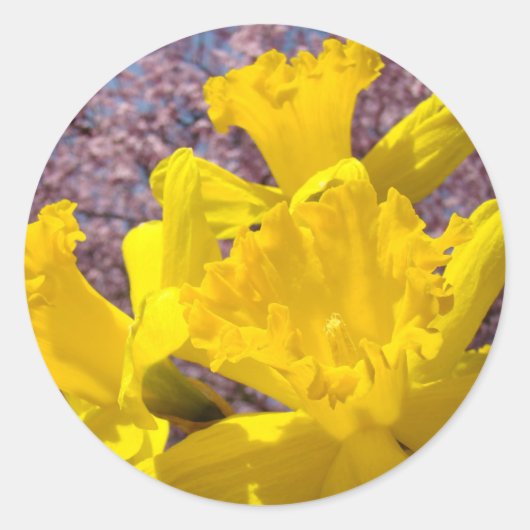 黄色Daffodil花シール封筒用シール ラウンドシール (正面)