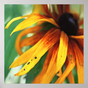 黄色Rudbeckiaフラワーマクロ抽象芸術 ポスター