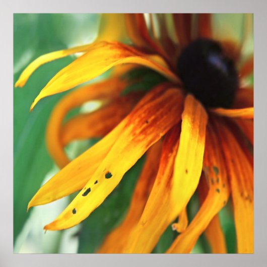 黄色Rudbeckiaフラワーマクロ抽象芸術 ポスター (正面)