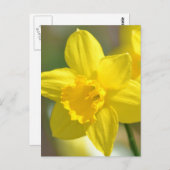 黄花水仙 ポストカード (正面/裏面)