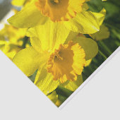 黄花水仙 薄葉紙 (詳細)