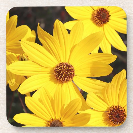 黄花 コースター (正面)