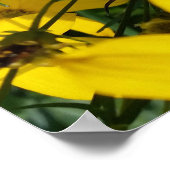 黄花 ポスター (角)