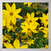 黄花 ポスター (正面)