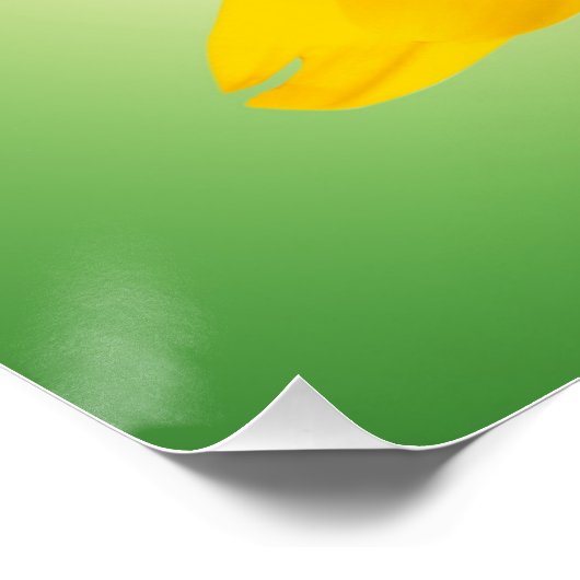 黄花 ポスター (コーナー)