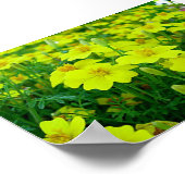 黄花 ポスター (角)