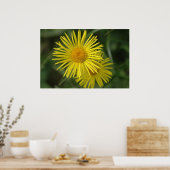 黄花 ポスター (キッチン)