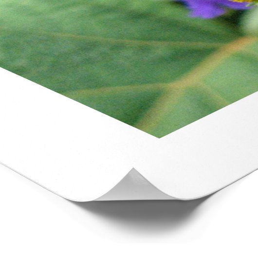 黄花 ポスター (角)