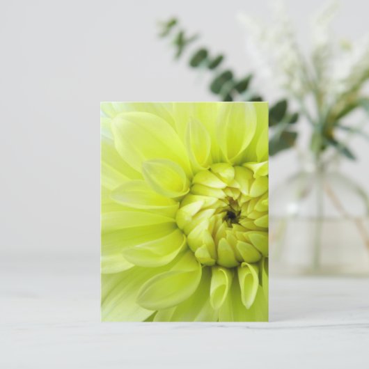 黄花 ポストカード (スタンド正面)