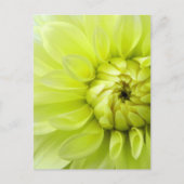 黄花 ポストカード (正面)